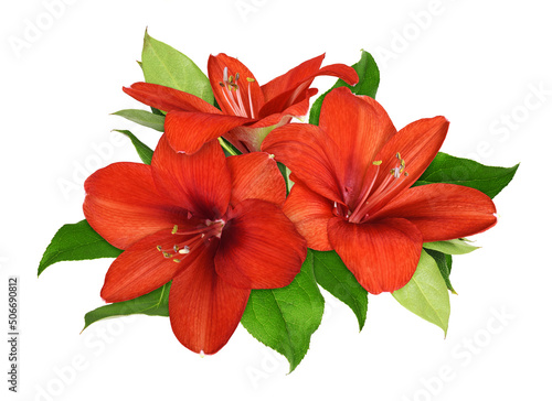 Three red amaryllis flowers...