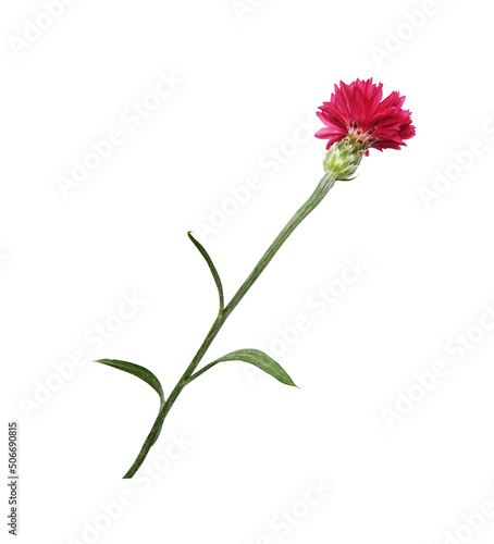 Red knapweed flower isolated