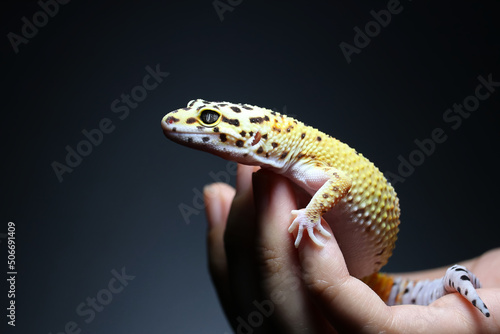 close up leopard gecko in hand