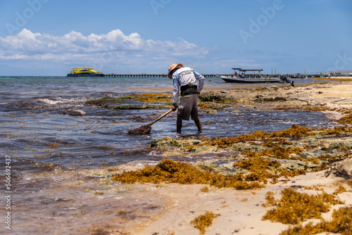 Tired worker collecting sargassum seaweed on the beach