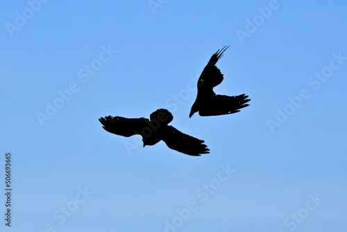 Obraz na plátně Crow dive bombing another crow at 70 mph defending mate
