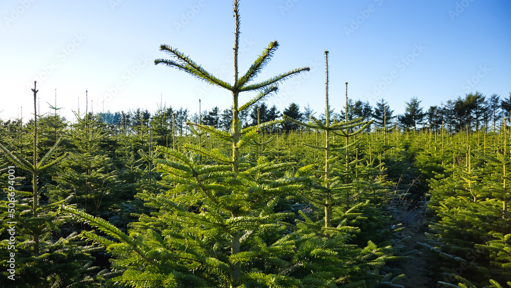 Obraz premium plantation with green christmas firs