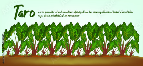Taro tree and fresh taro drink. Background Vector EPS 10
