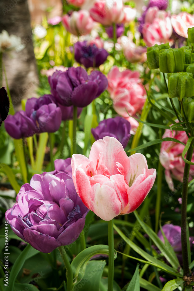 Fototapeta premium Close up of pink, violet and purple tulips