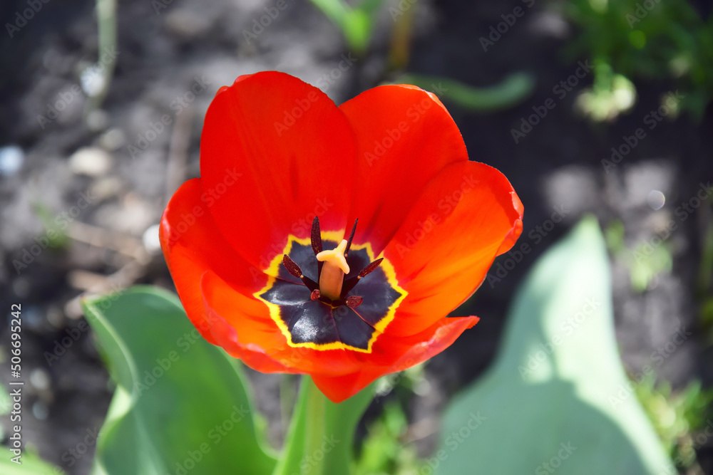 Red tulips in the home garden on a sunny day. Red tulips in the home garden on a sunny day.