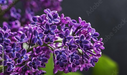 fresh purple lilac flowers close-up on a blurred background. Bouquet of purple flowers