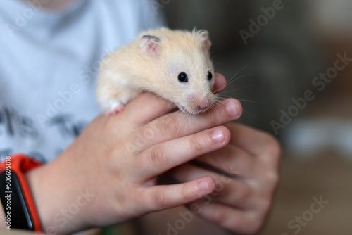 The child is holding a hamster in his hands. Hands of a child with a hamster close-up