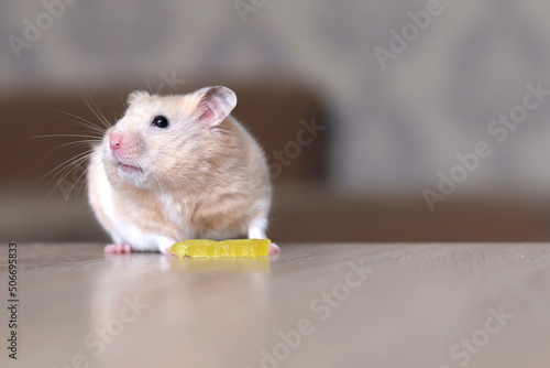 Orange hamster on a wooden table close-up, mouse muzzle in focus