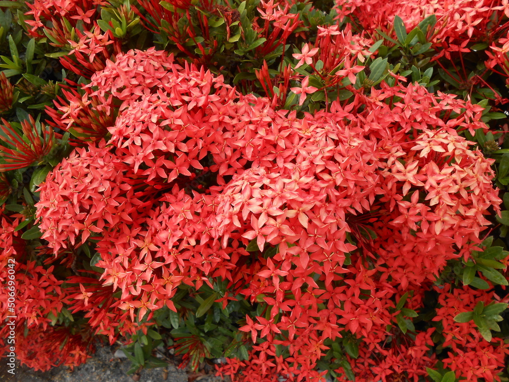 Beautiful flower with with red color Beautiful flower with with red color