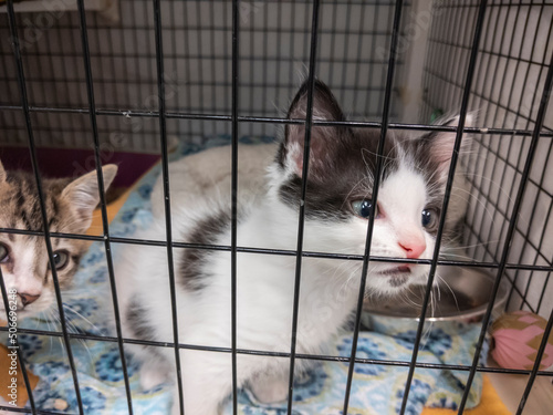 Adorable gray and white kitten staring out of the front of its kennel inside an animal shelter