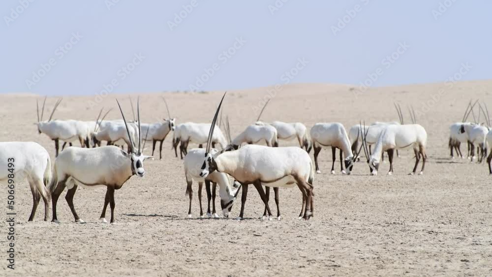 Arabian Oryx Herd Roaming the Desert of the Middle East. Wildlife in the Arabian peninsula Arabian Oryx Herd Roaming the Desert of the Middle East. Wildlife in the Arabian peninsula