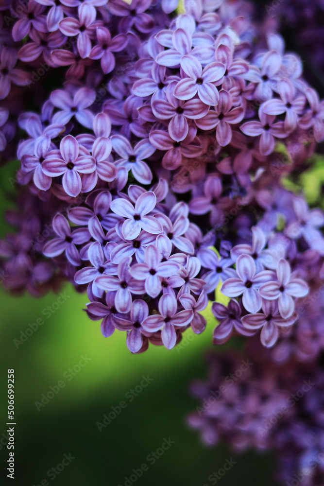 Bright photo of lilac blossom, violet-blue flowers Bright photo of lilac blossom, violet-blue flowers