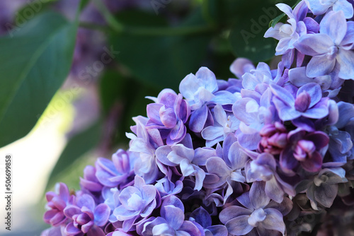 Bright photo of lilac blossom  violet-blue flowers  natural background