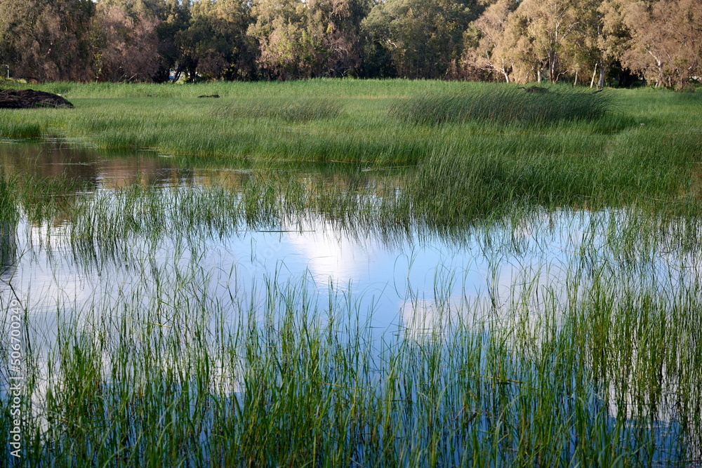 A small lake in the park overgrown with green grass and bushes. A small lake in the park overgrown with green grass and bushes.