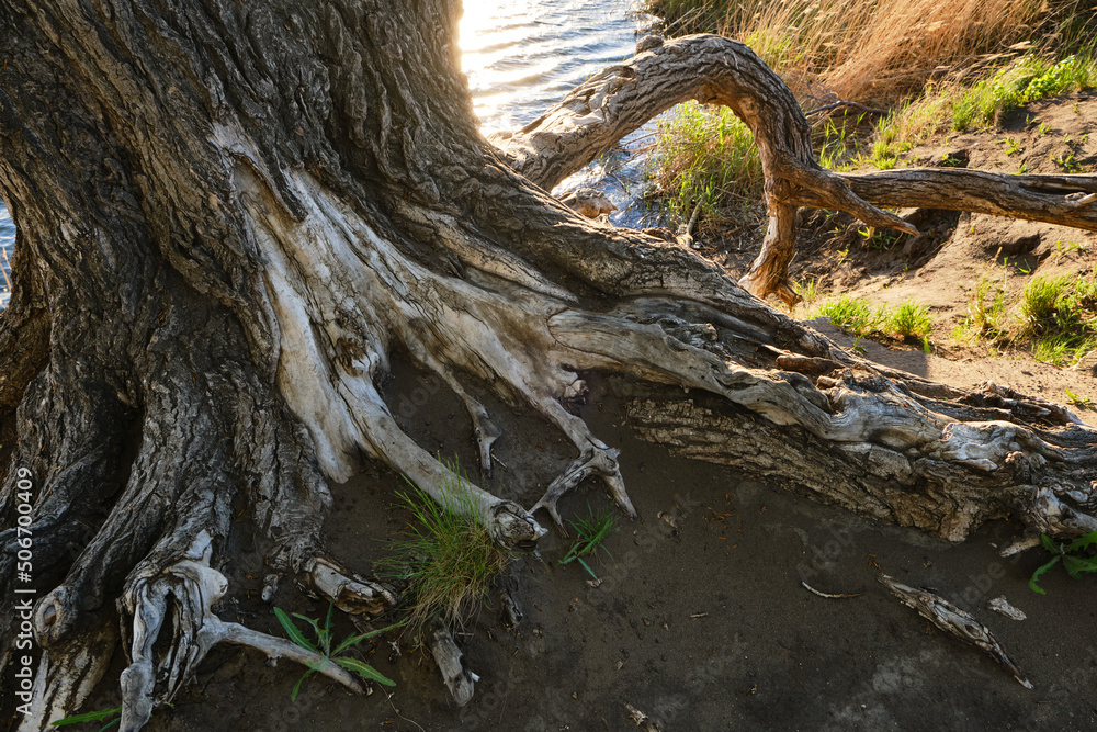 Roots old dead tree standing riverbank. Roots old dead tree standing riverbank.