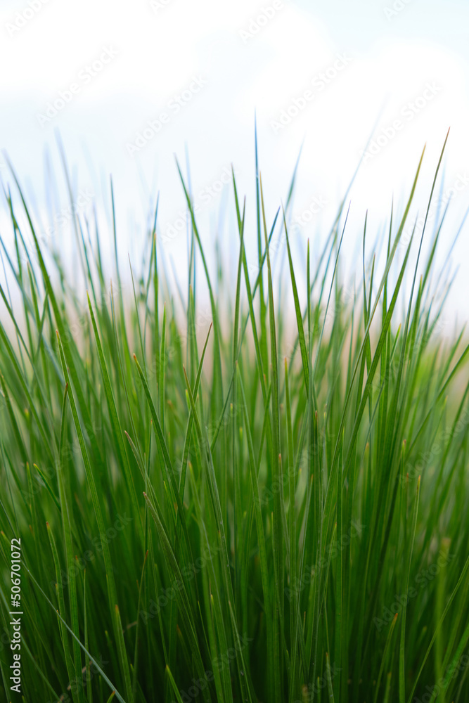 Background, green grass on a background of blue sky and clouds. Background, green grass on a background of blue sky and clouds.