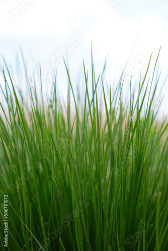 Background, green grass on a background of blue sky and clouds.