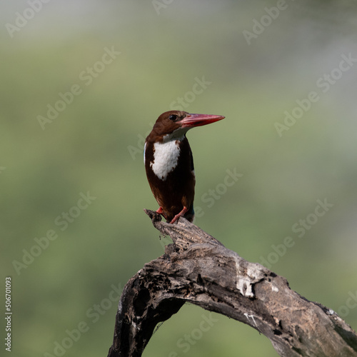 White Throated Kingfisher sitting on a tree branch at Sultanpur Bird Sanctuary, Haryana, India