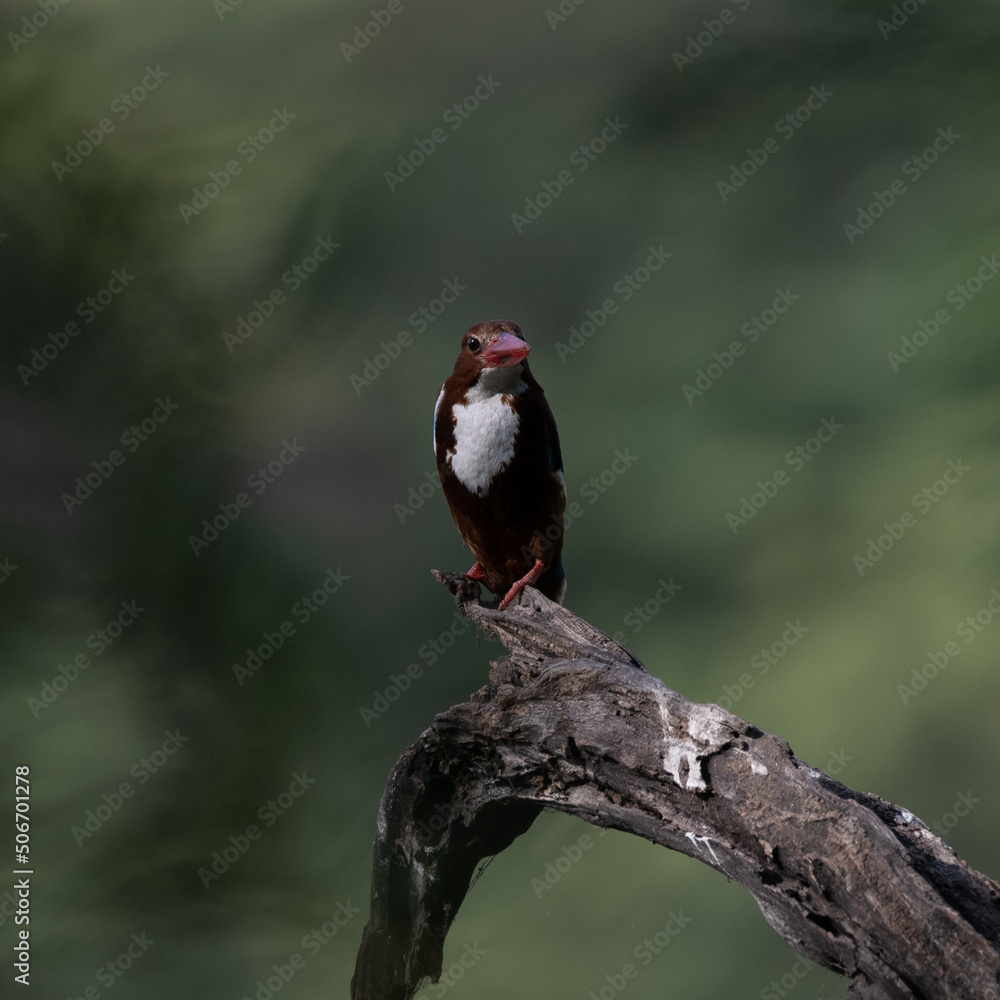 White Throated Kingfisher sitting on a tree branch at Sultanpur Bird Sanctuary, Haryana, India White Throated Kingfisher sitting on a tree branch at Sultanpur Bird Sanctuary, Haryana, India