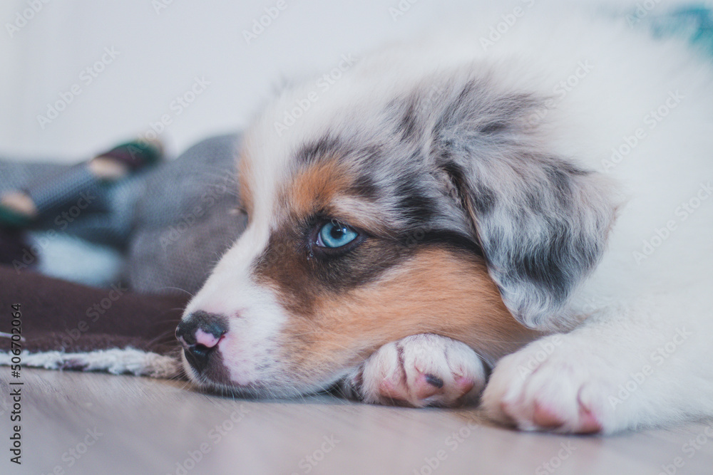 Tired Australian Shepherd puppy rests on her blanket and enjoys dreamland. The brown and black and white puppy looks bored and waits for some action