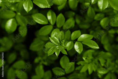 Natural background of green leaves. Wallpaper. Banner. Close-up. Selective focus.