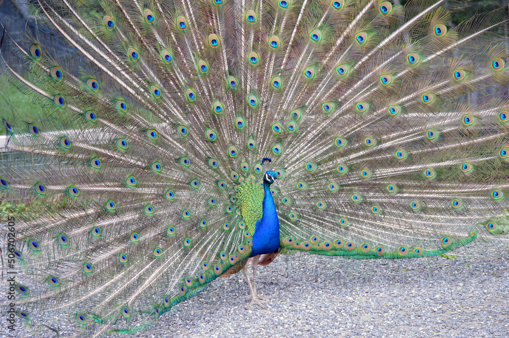 Obraz premium Peacock from the side