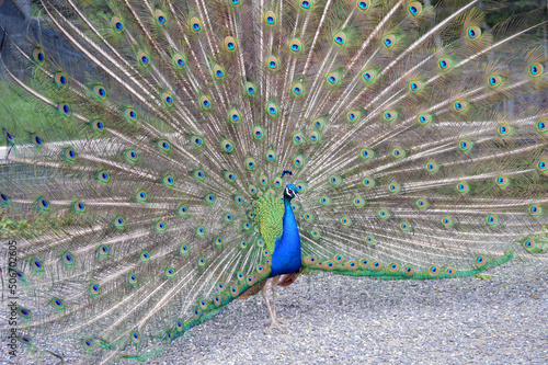 Peacock from the side #506702605
