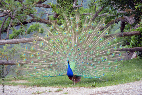 Peacock showing its beautiful tail #506702606