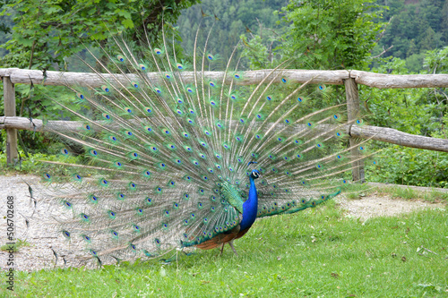 Peacock with open tail #506702608