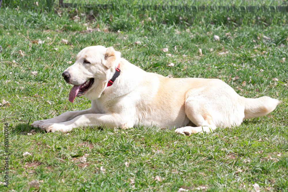 Central asian shepherd dog is lying on a green grass in the spring park and looking away. Alabay or aziat. Pet animals. Purebred dog. Central asian shepherd dog is lying on a green grass in the spring park and looking away. Alabay or aziat. Pet animals. Purebred dog.