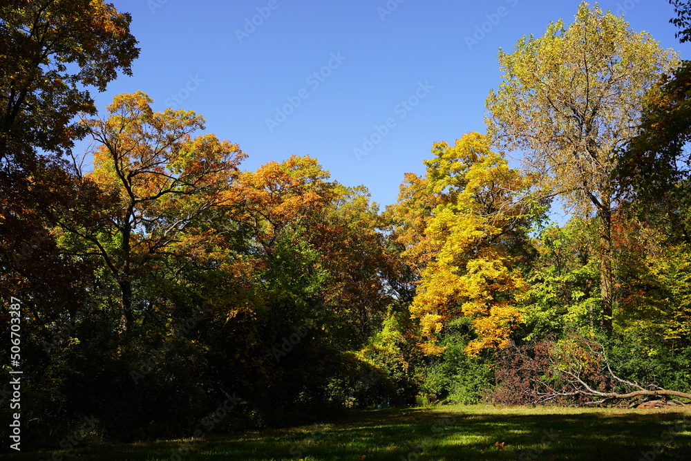 A lush autumn colored forest