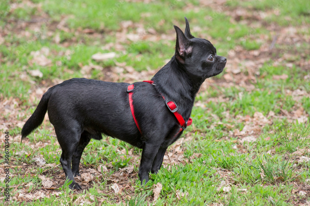 Black mini chihuahua puppy is standing on a green grass in the spring park and looking away. Teacup puppy. Pet animals. Purebred dog.