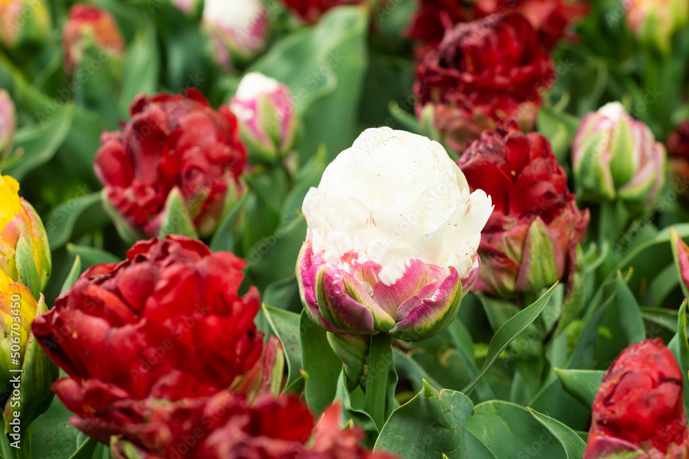 Rare, unique Ice Cream tulip flower, blooming among other red tulips in the garden. Original dutch variation of white tulip.
