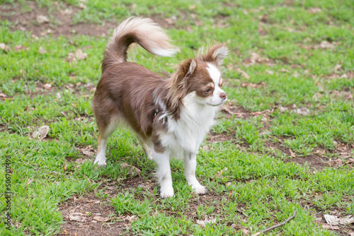 Cute long-haired chihuahua puppy is standing on a green grass in the spring park and looking away. Pet animals. Purebred dog.