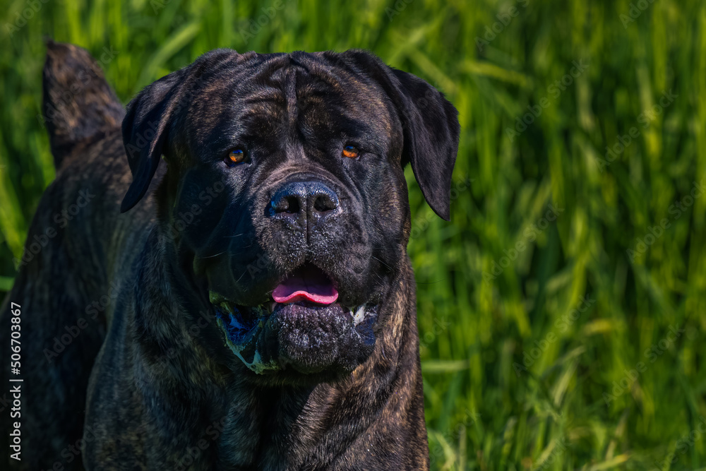 2022-05-22 A LARGE BRINDLE CANE CORSO STANDING IN TALL GREN GRASS LOOKING DIRECLY INTO THE CAMERA AT A OFF LEASH DOG AREA AT MARYMOOR PARK INREDMOND WASHINGTON