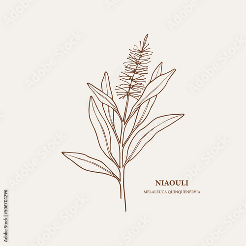 Hand drawn niaouli branch illustration