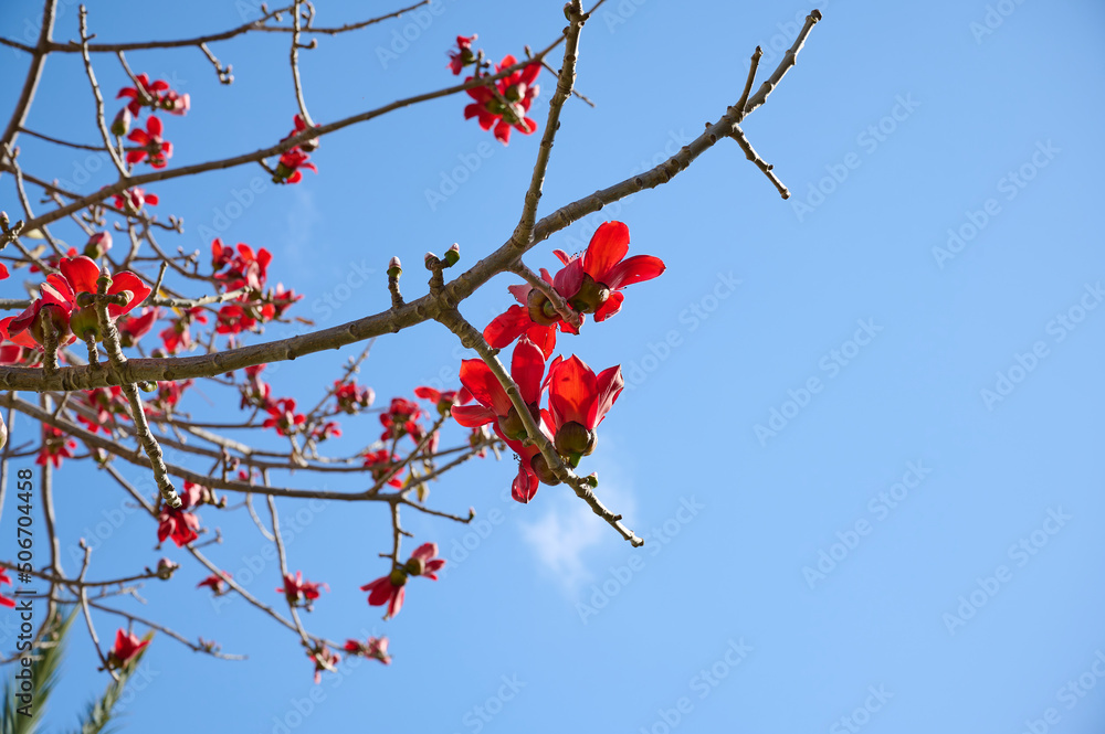 Beautiful red flowers on the tree Bombax Ceiba Blooms the Bombax Ceiba Lat. - Bombax ceiba or Cotton Tree Beautiful red flowers on the tree Bombax Ceiba Blooms the Bombax Ceiba Lat. - Bombax ceiba or Cotton Tree