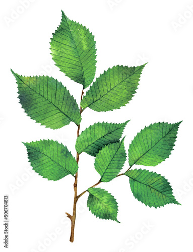 Watercolor European white elm or fluttering elm branch. Ulmus laevis isolated on white background. Hand drawn painting plant illustration.