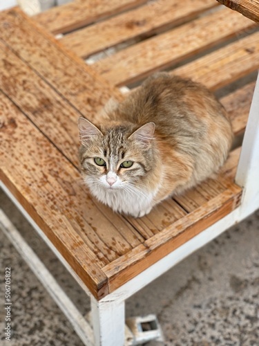 cat on the roof