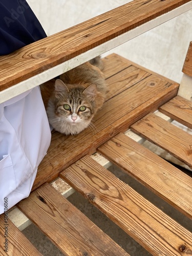 cat on the table
