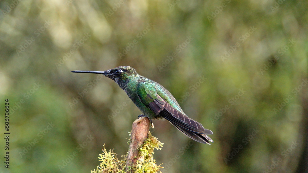 Fototapeta premium Talamanca hummingbird (Eugenes spectabilis) perched in a tree at the high altitude Paraiso Quetzal Lodge outside of San Jose, Costa Rica