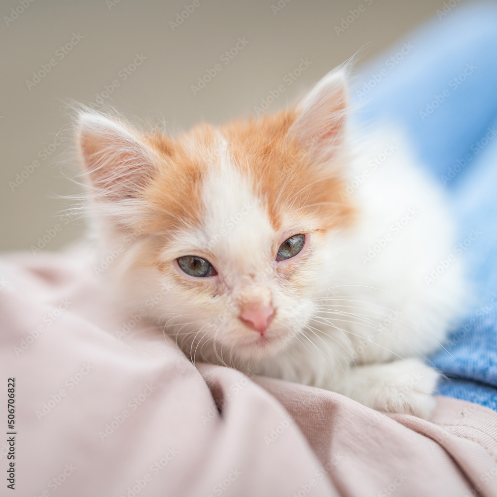 Beautiful little blue-eyed kitten on the lap of a girl in blue jeans. Beautiful little blue-eyed kitten on the lap of a girl in blue jeans.