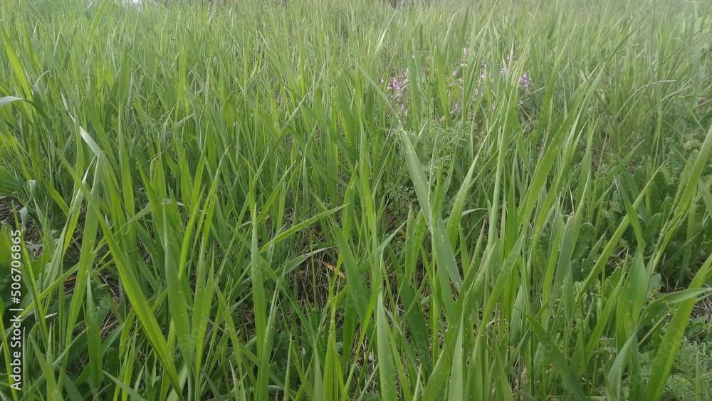 A field sown with green grass and small purple flowers. Springtime. A field sown with green grass and small purple flowers. Springtime.