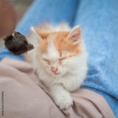 Beautiful little blue-eyed kitten on the lap of a girl in blue jeans.