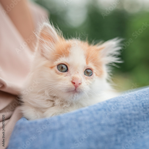 Beautiful little blue-eyed kitten on the lap of a girl in blue jeans.