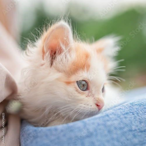 Beautiful little blue-eyed kitten on the lap of a girl in blue jeans.