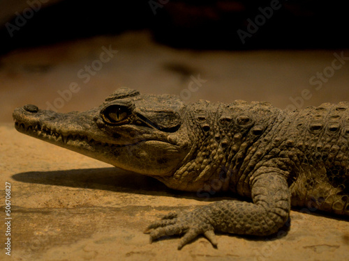 crocodile behind glass in the zoo