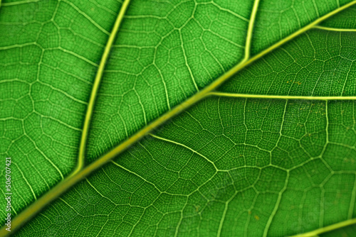 Green leaves background and texture the leaves of a fiddle leaf fig tree