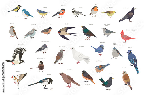 Garden birds vector illustrations set