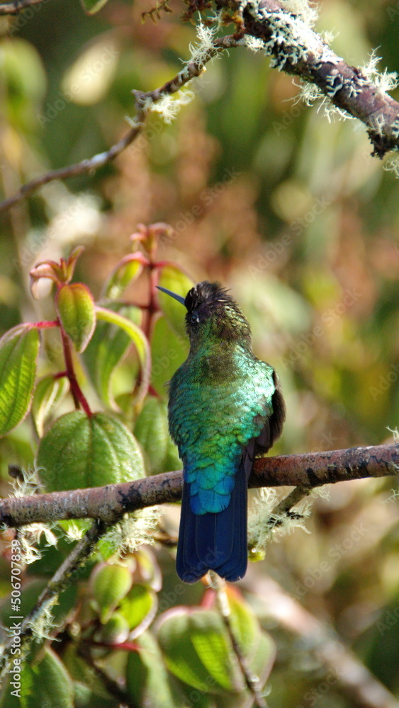 Fototapeta premium Fiery-throated hummingbird (Panterpe insignis) perched in a tree at the high altitude Paraiso Quetzal Lodge outside of San Jose, Costa Rica